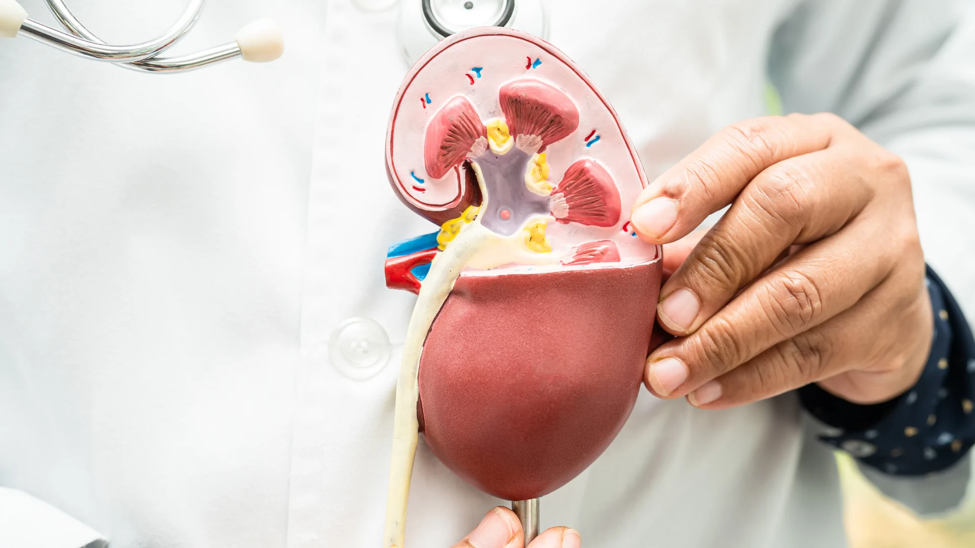 The Importance of Kidney Health: A Comprehensive Guide